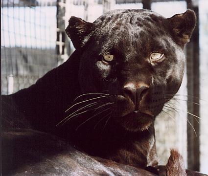 Blackpanther - 56.jpg